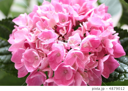 西洋紫陽花　ラセン 4879012