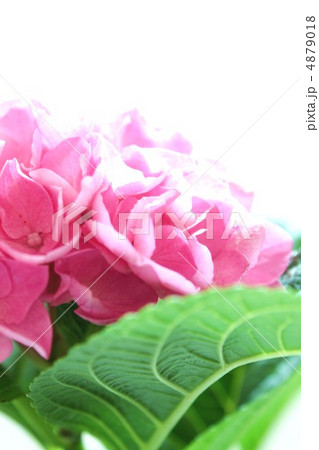 西洋紫陽花　ラセン 4879018