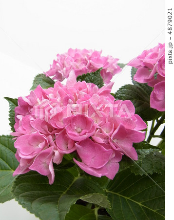 西洋紫陽花 ラセン 西洋紫陽花 ラセン 4879021