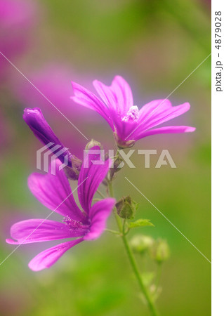 ウスベニアオイ ウスベニアオイ 4879028