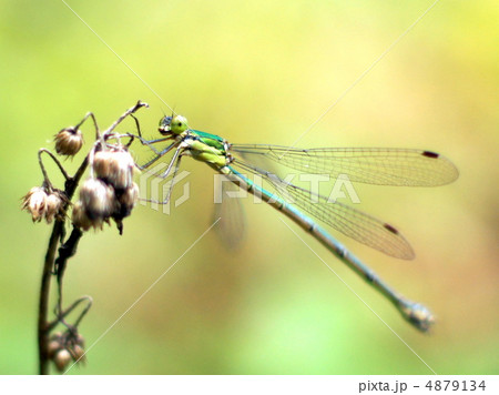 アオイトトンボ 4879134