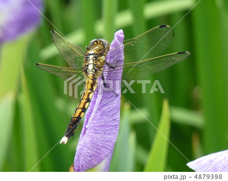 とんぼ 4879398