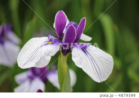 菖蒲 4879399