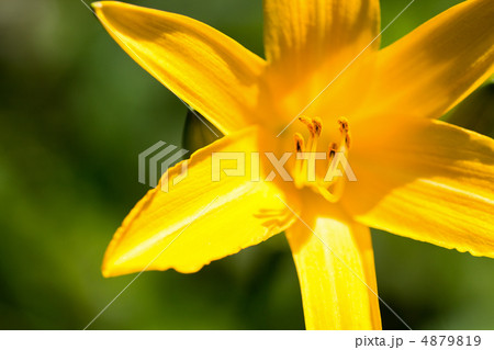 ムサシノキスゲ ムサシノキスゲ 4879819