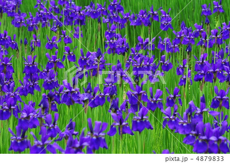 アヤメ 4879833