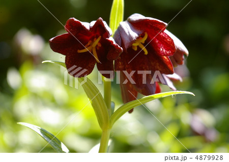 クロユリ クロユリ 4879928