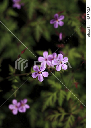 ヒメフウロ 4880084