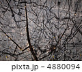 切り株に刻印した地図 4880094