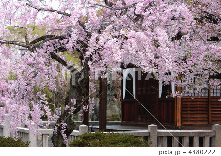 上品蓮台寺（じょうぼんれんだいじ）の紅枝垂れ桜　2 4880222