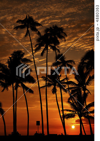 ハワイ　夕陽　ヤシの木 4880363