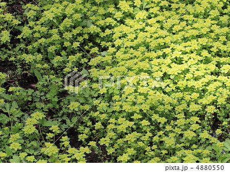 猫の目草の群落 猫の目草の群落 4880550