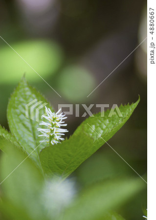 ヒトリシズカ 4880667