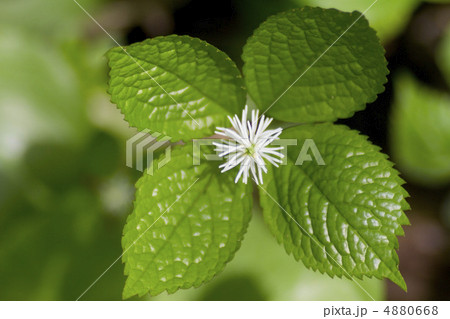 ヒトリシズカ ヒトリシズカ 4880668