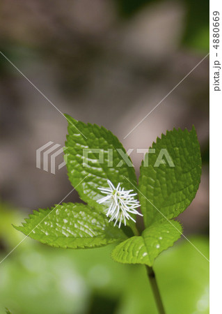 ヒトリシズカ ヒトリシズカ 4880669