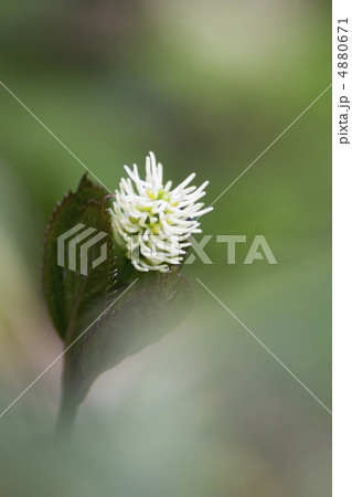 ヒトリシズカ ヒトリシズカ 4880671