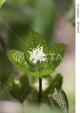 ヒトリシズカ 4880672