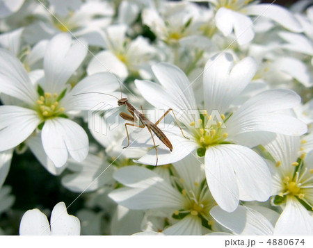 花とカマキリの幼虫 4880674