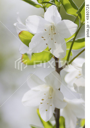 ゴヨウツツジ ゴヨウツツジ 4880728