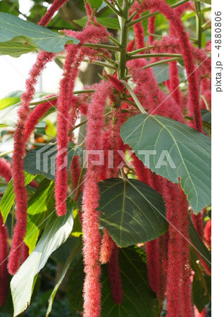 ベニヒモノキ 4880806