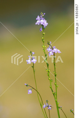 マツバウンラン 4880867