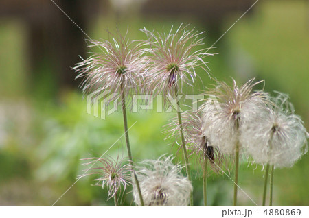 オキナグサの果実 オキナグサの果実 4880869