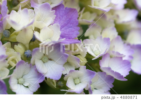 あじさいのアップ 4880871