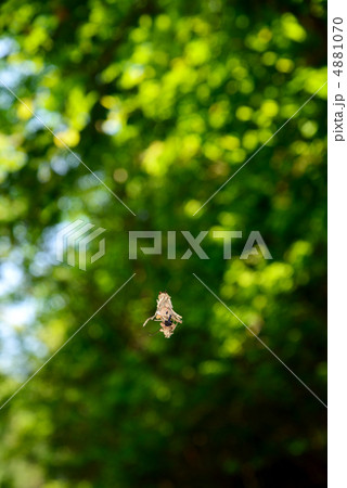 ミノムシ 4881070