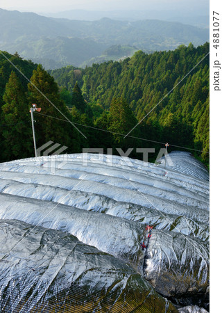 山中の茶畑 山中の茶畑 4881077