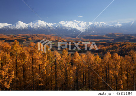 カラマツと十勝岳 4881194