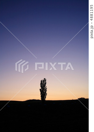 ポプラの一本木 4881195