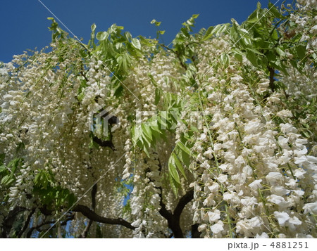 シラフジ・イメージ（１３） 4881251