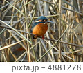 カワセミ 4881278