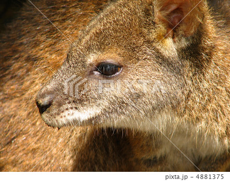 ワラビー 4881375