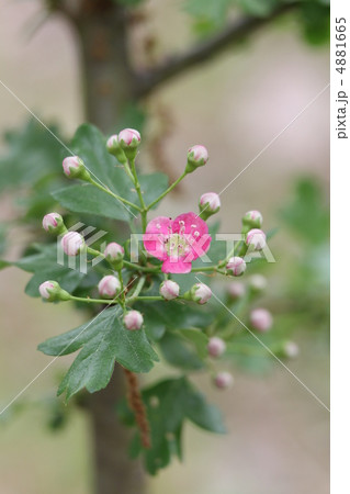 セイヨウサンザシ セイヨウサンザシ 4881665