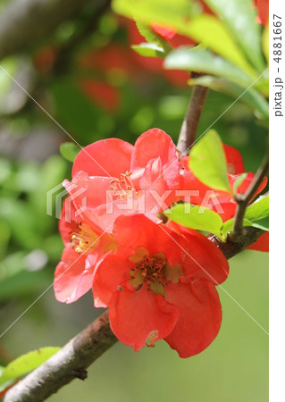 ボケ ボケ 4881667