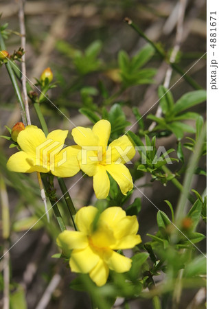 オウバイモドキ 4881671