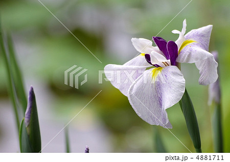 花菖蒲 花菖蒲 4881711