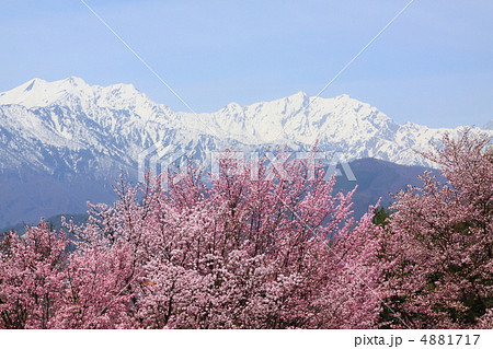 信州北アルプスと桜 信州北アルプスと桜 4881717