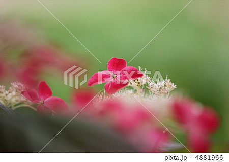紫陽花 紫陽花 4881966