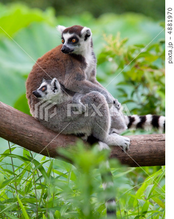 ワオキツネザルの親子 4881970