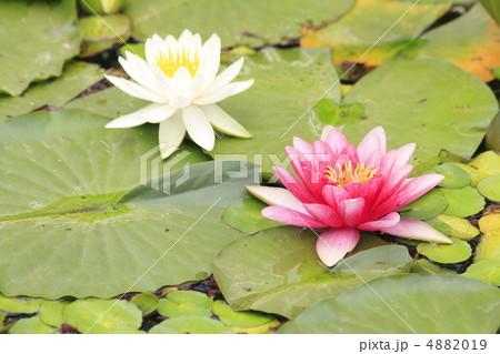 スイレンの花 4882019