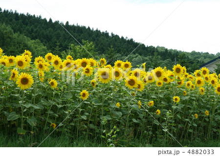 ひまわり 4882033
