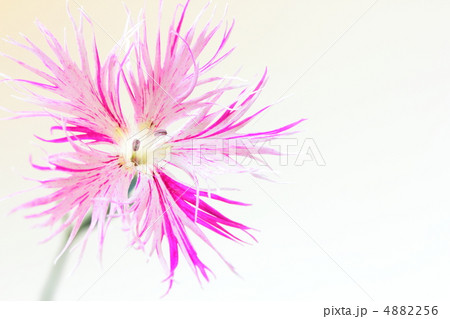 カワラナデシコ 4882256