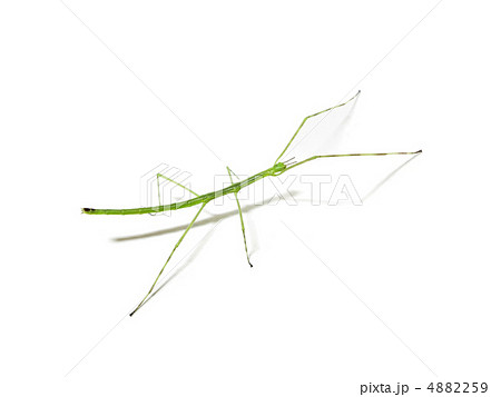 ナナフシモドキ 4882259