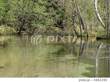 原生林の沼に環境問題を問う 原生林の沼に環境問題を問う 4882260