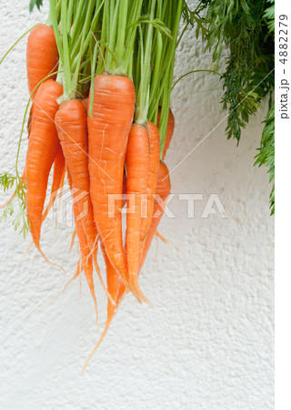 とれたて人参 4882279