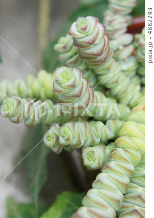 シュジュヒメ 4882293