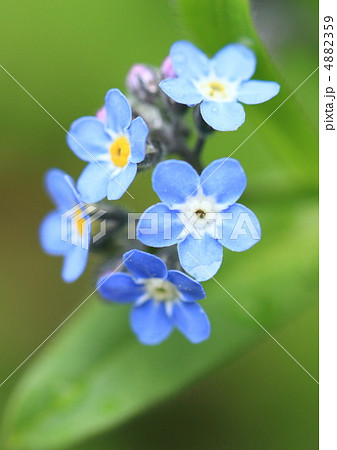 勿忘草で唯一日本在来種の蝦夷紫の写真素材 [4882359] - PIXTA