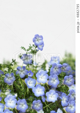 ネモフィラ・インシグニズブルー ネモフィラ・インシグニズブルー 4882795
