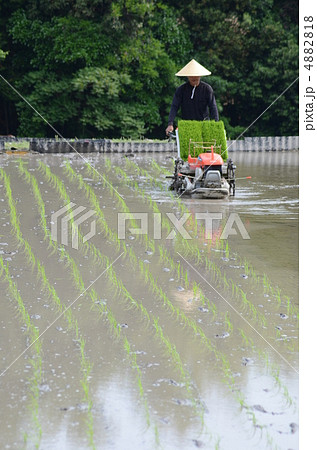 田植え 田植え 4882818